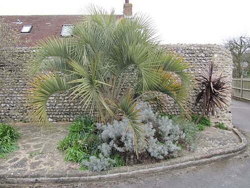 South American jelly palm: This palm, supposedly slightly tender, came through the last two winters well ... and they were harsh! Well ... harsh by West Sussex standards anyway ... From W
