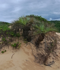 Butia catarinensis (Butia catarinensis)