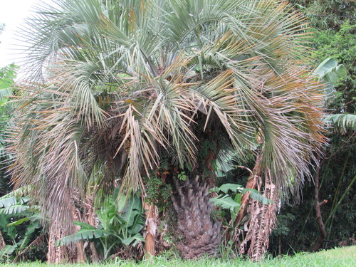 Butia catarinensis (Butia catarinensis)