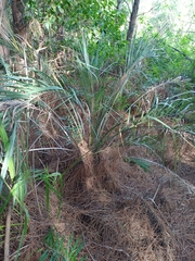 Butia catarinensis (Butia catarinensis)