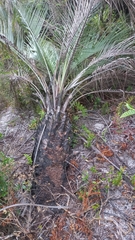Butia catarinensis (Butia catarinensis)