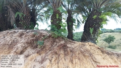 Butia catarinensis (Butia catarinensis)