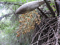 Butia catarinensis (Butia catarinensis)