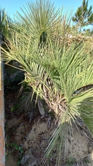 Butia catarinensis (Butia catarinensis)