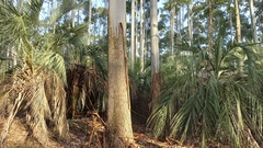 Butia catarinensis (Butia catarinensis)
