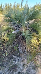 Butia catarinensis (Butia catarinensis)