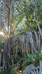 Butia catarinensis (Butia catarinensis)