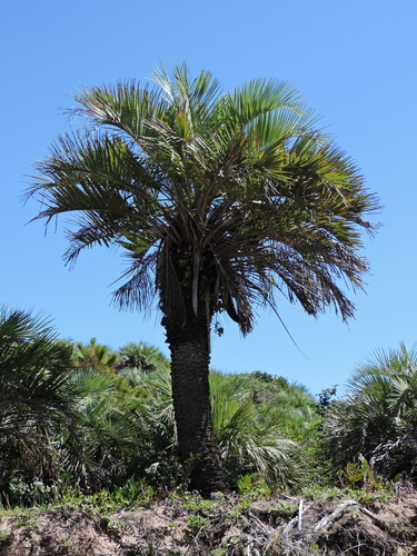 Butia catarinensis (Butia catarinensis)
