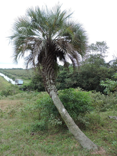Butia catarinensis (Butia catarinensis)