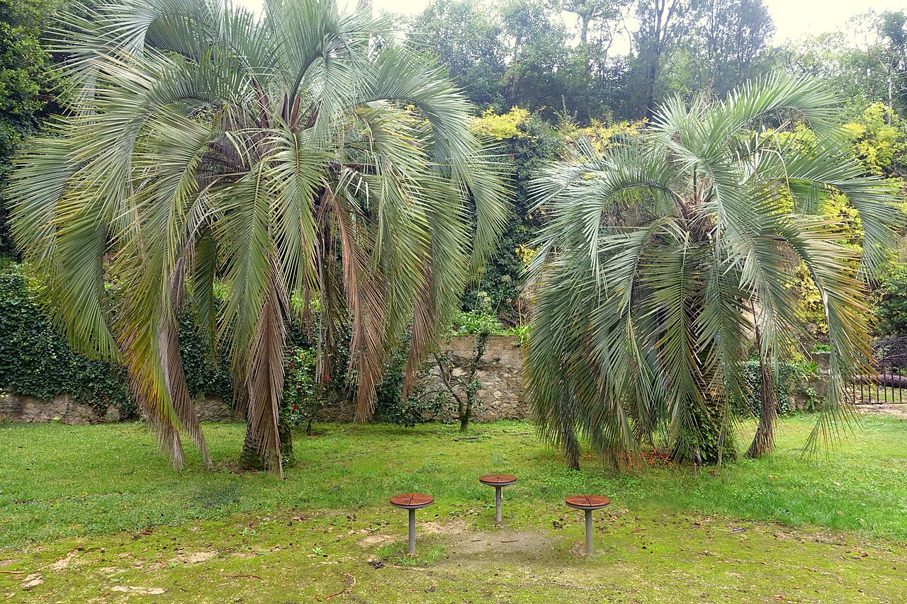 Woolly butia palm: Botanical specimen in the Jardim Botânico da Universidade de Coimbra - Coimbra, Portugal.
