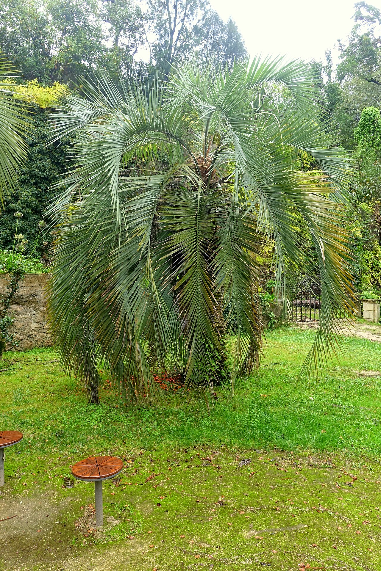 Woolly butia palm: Botanical specimen in the Jardim Botânico da Universidade de Coimbra - Coimbra, Portugal.