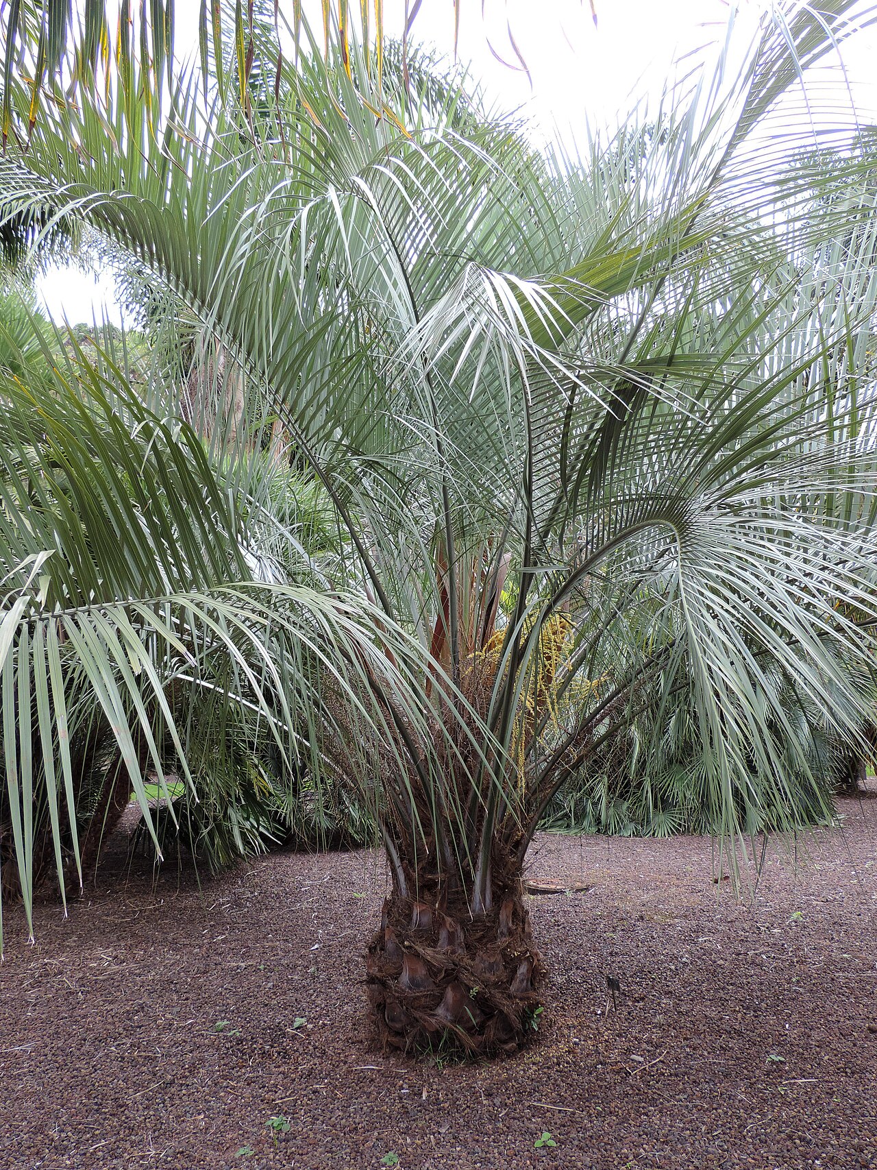 Woolly butia palm: Butia eriospatha in Jardín Botánico Canario Viera y Clavijo