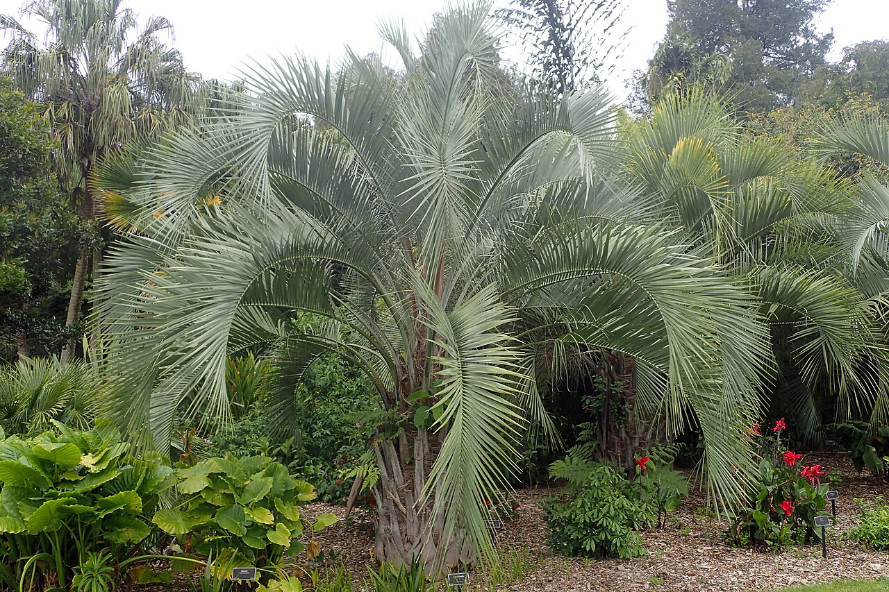 Woolly butia palm: Butia eriospatha in Auckland Botanic Gardens