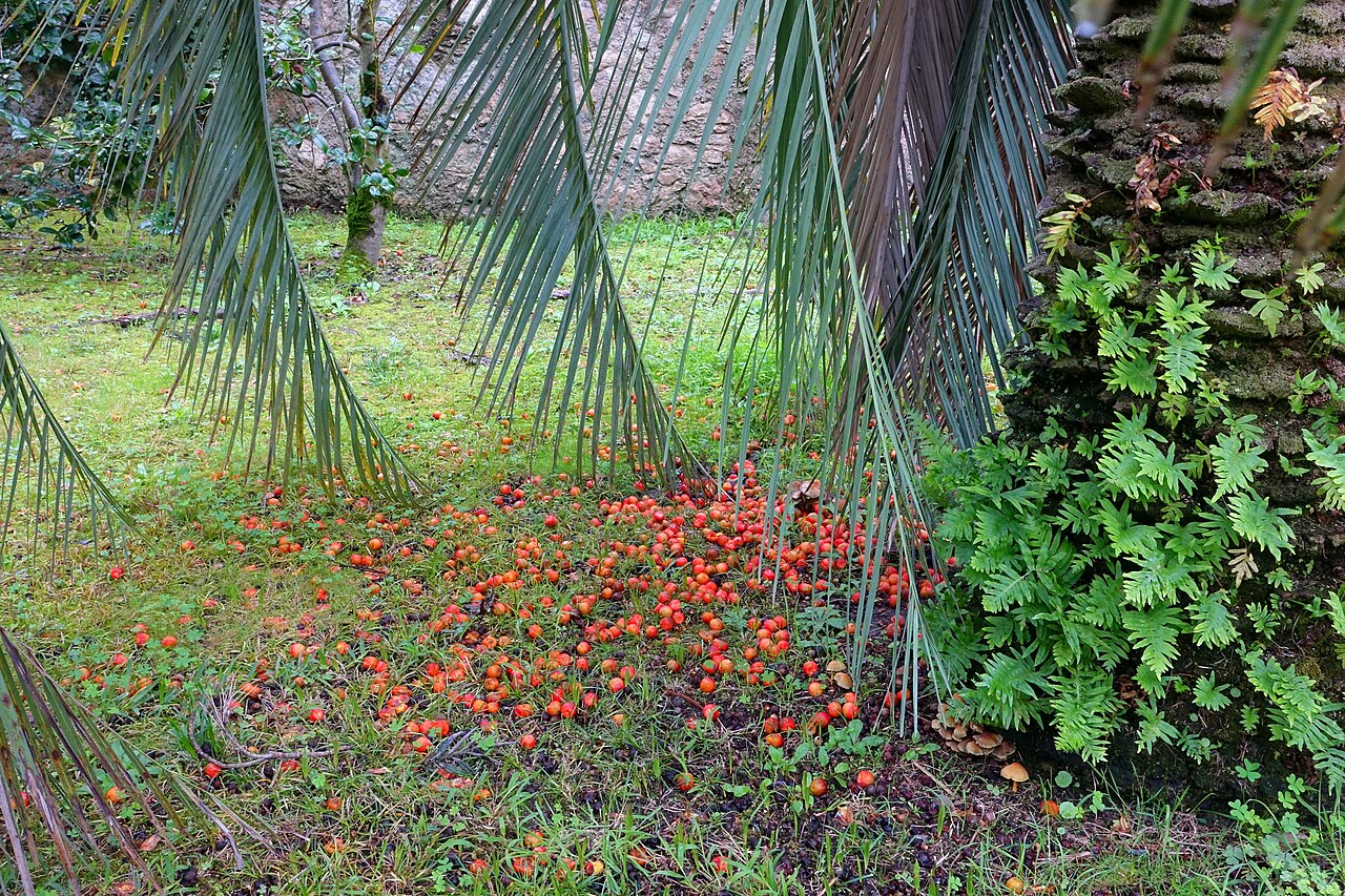 Woolly butia palm: Botanical specimen in the Jardim Botânico da Universidade de Coimbra - Coimbra, Portugal.