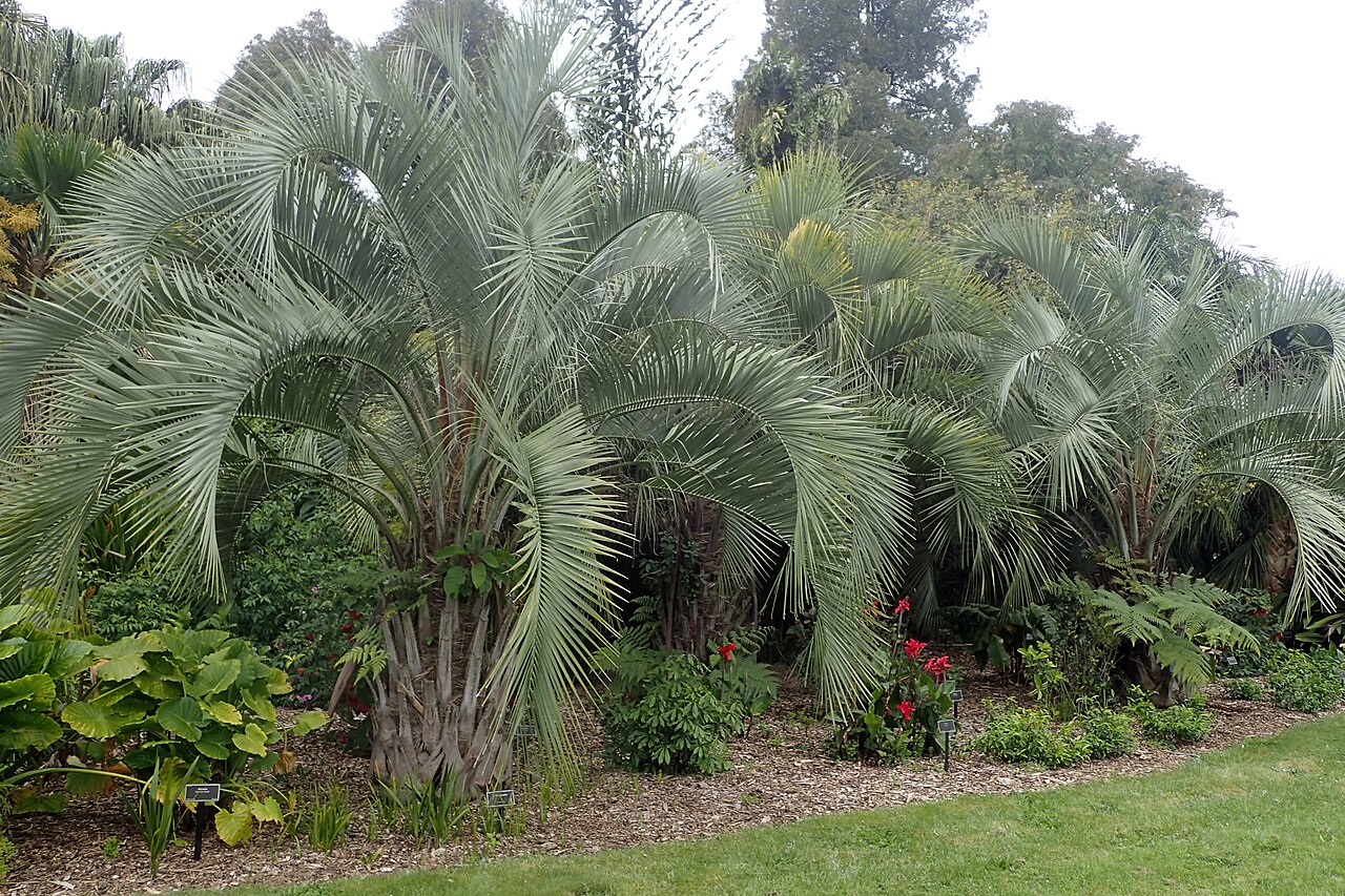 Woolly butia palm: Butia eriospatha in Auckland Botanic Gardens