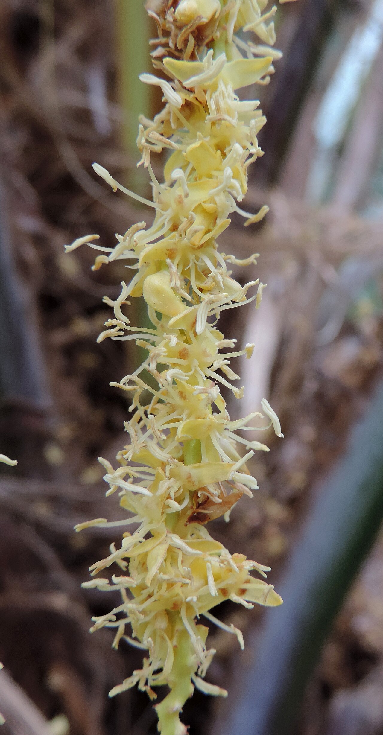 Woolly butia palm: Butia eriospatha in Jardín Botánico Canario Viera y Clavijo, flowers