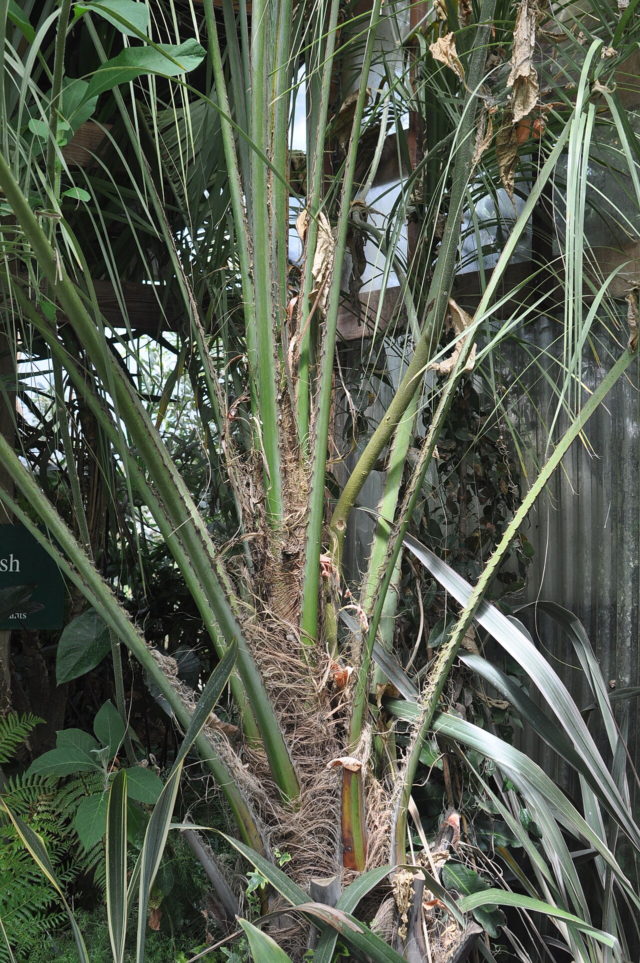 Woolly butia palm: Butia eriospatha palm for sale at Cistus