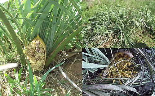 Butia lallemantii: Butia lallemantii . Arecaceae. Fotos tomadas en Platón en suelo húmedo arenoso-rojizo, departamento de Rivera, Uruguay.