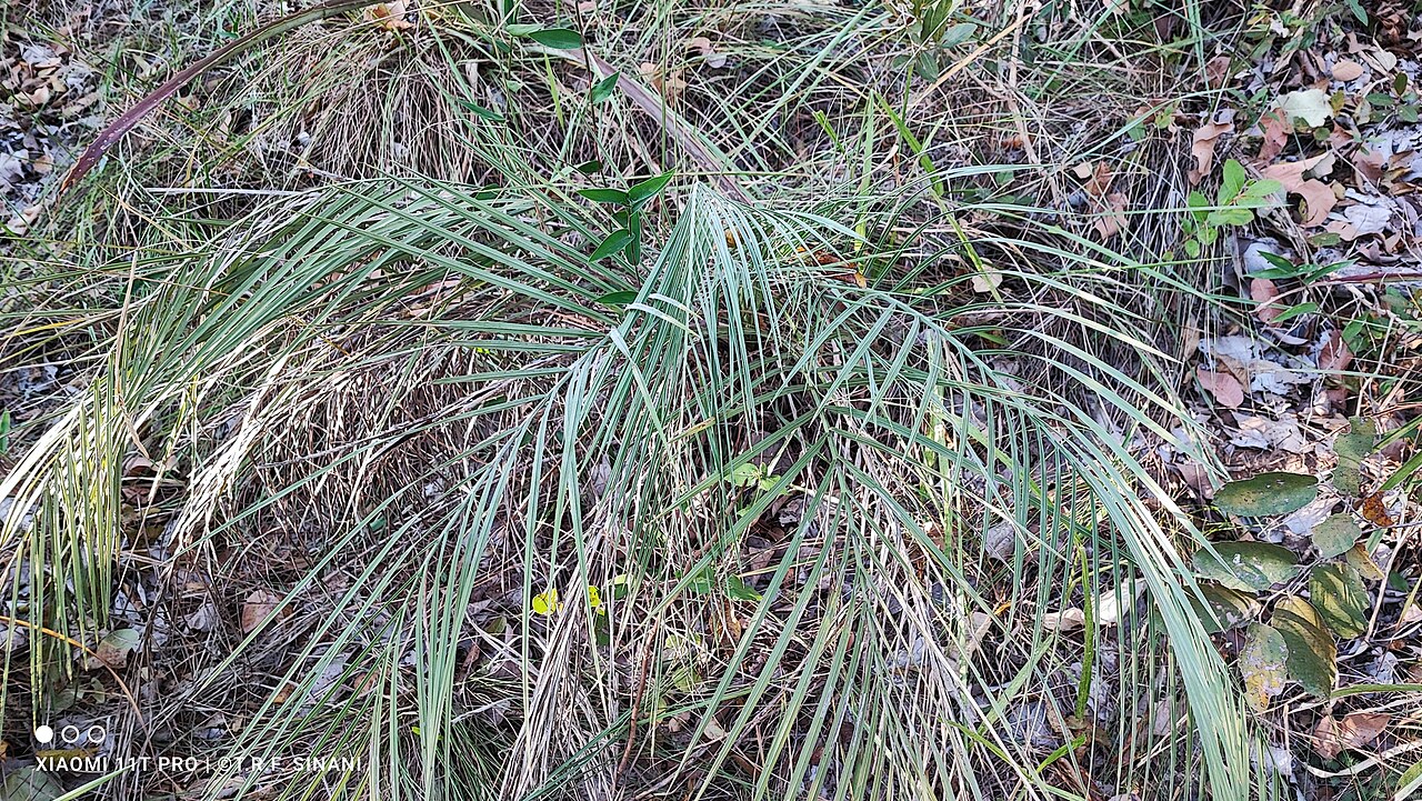 Butia matogrossensis: Butia matogrossensis. Species of plant.