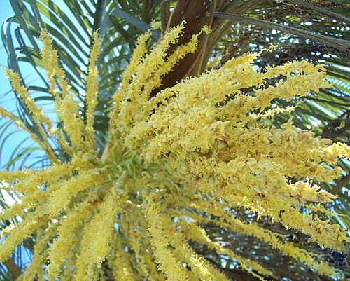 Yatay palm: Butia yatay. Arecaceae. Fotos tomadas en los palmares de Quebracho, departamento de Paysandú, Uruguay.