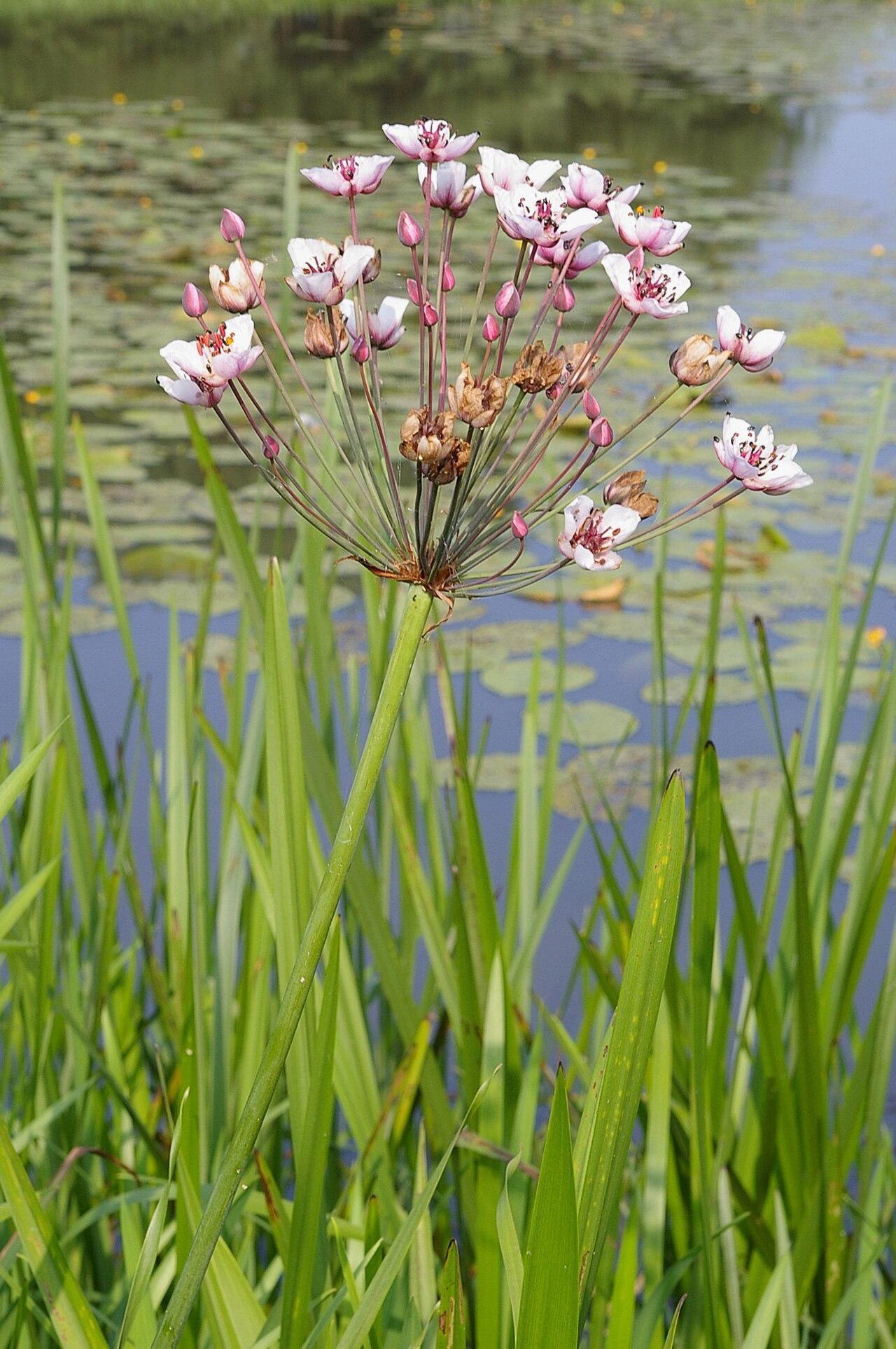 Flowering-rush: Inflorescence of Flowering Rush , Butomus umbellatus , at the banks of a natural pond.