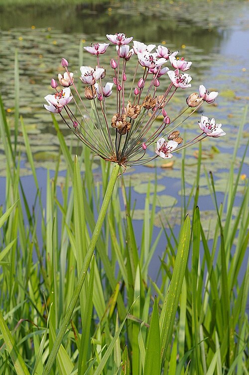 Flowering-rush: Inflorescence of Flowering Rush , Butomus umbellatus , at the banks of a natural pond.