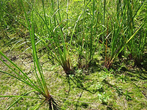 Flowering-rush: Schwanenblume ( Butomus umbellatus ) im Landesgartenschaupark Hockenheim