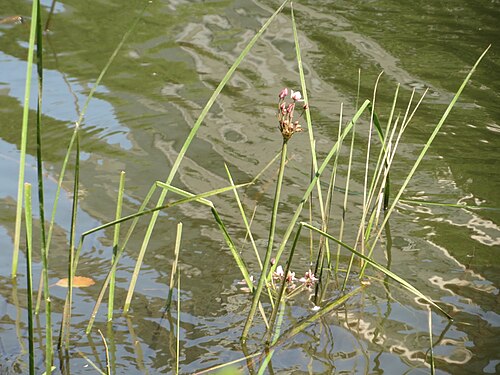 Flowering-rush: Schwanenblume ( Butomus umbellatus ) an der Saar in Sankt Arnual