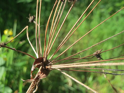 Flowering-rush: Verblühte Schwanenblume ( Butomus umbellatus ) im Landesgartenschaupark Hockenheim