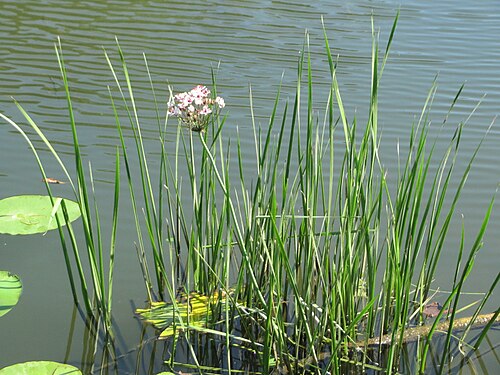 Flowering-rush: Schwanenblume ( Butomus umbellatus ) an der Saar in Alt-Saarbrücken