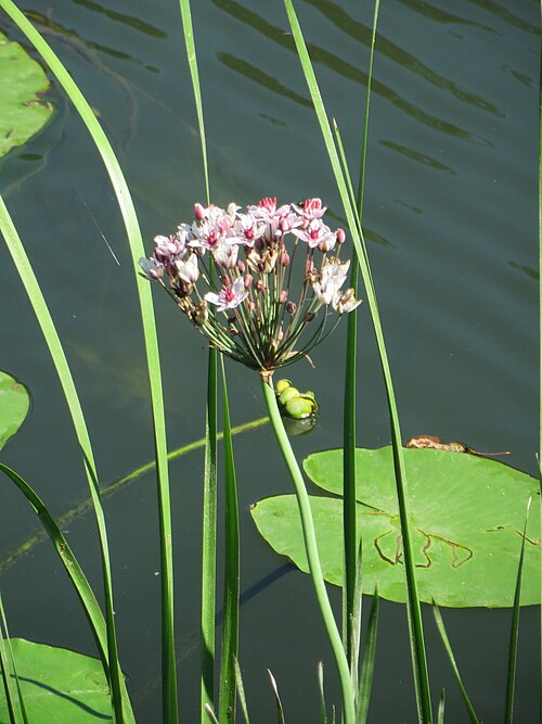 Flowering-rush: Schwanenblume ( Butomus umbellatus ) an der Saar in Alt-Saarbrücken