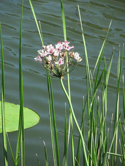 Flowering-rush: Schwanenblume ( Butomus umbellatus ) an der Saar in Alt-Saarbrücken