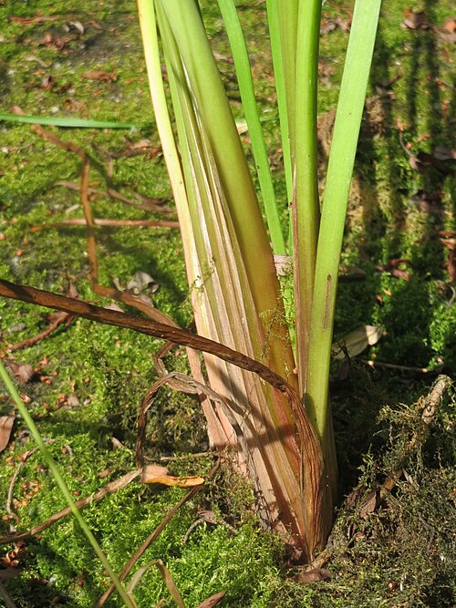 Flowering-rush: Schwanenblume ( Butomus umbellatus ) im Landesgartenschaupark Hockenheim