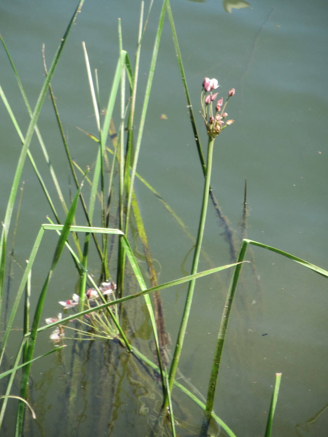 Flowering-rush: Schwanenblume ( Butomus umbellatus ) an der Saar in Sankt Arnual