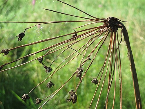 Flowering-rush: Verblühte Schwanenblume ( Butomus umbellatus ) im Landesgartenschaupark Hockenheim