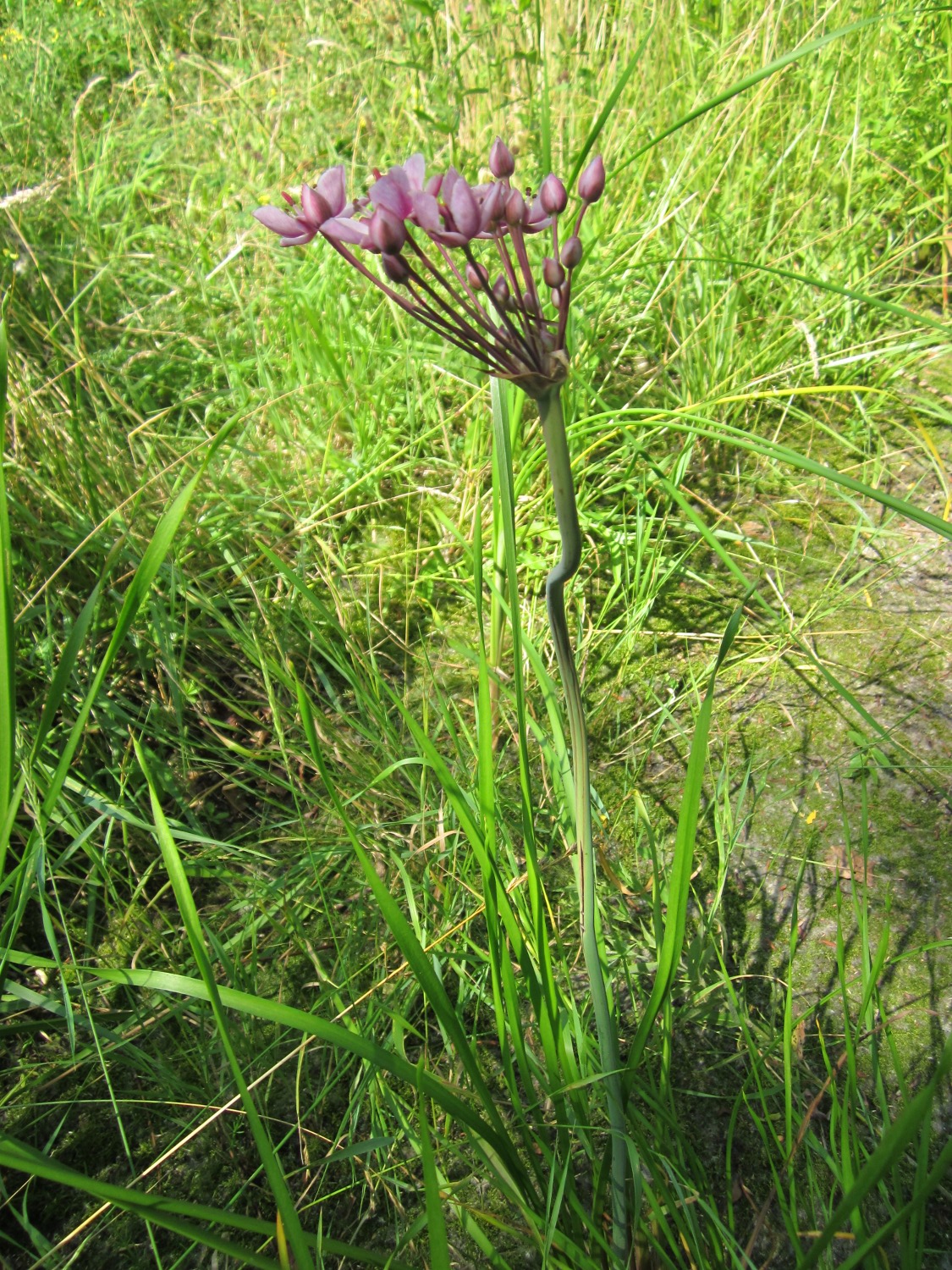 Flowering-rush: Schwanenblume ( Butomus umbellatus ) im Landesgartenschaupark Hockenheim