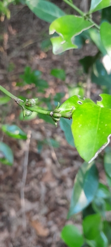 Box-wattle (Buxus natalensis)