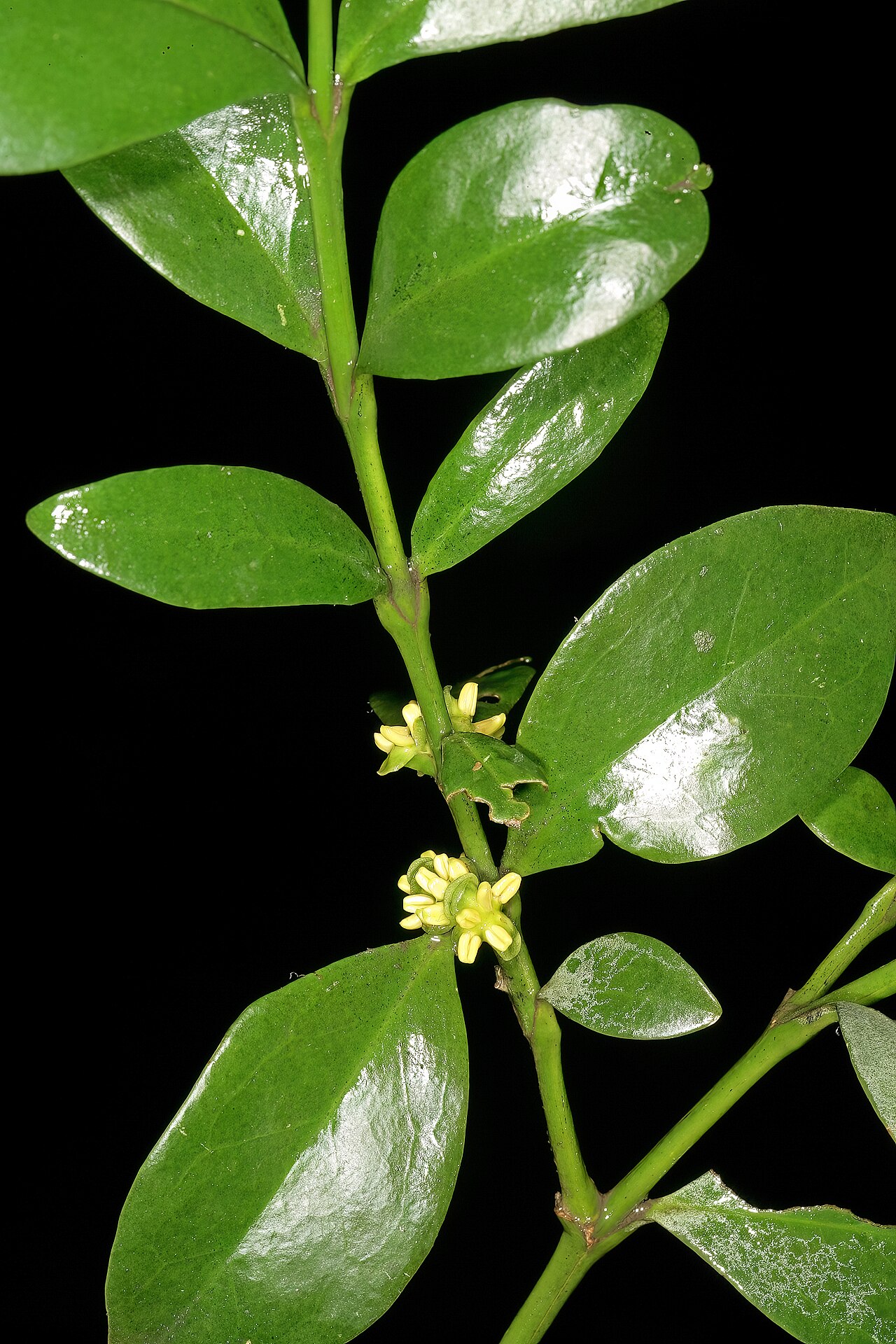 Box-wattle: Buxus natalensis , male flowers; Durban Botanic Gardens, Durban, KwaZulu-Natal, South Africa