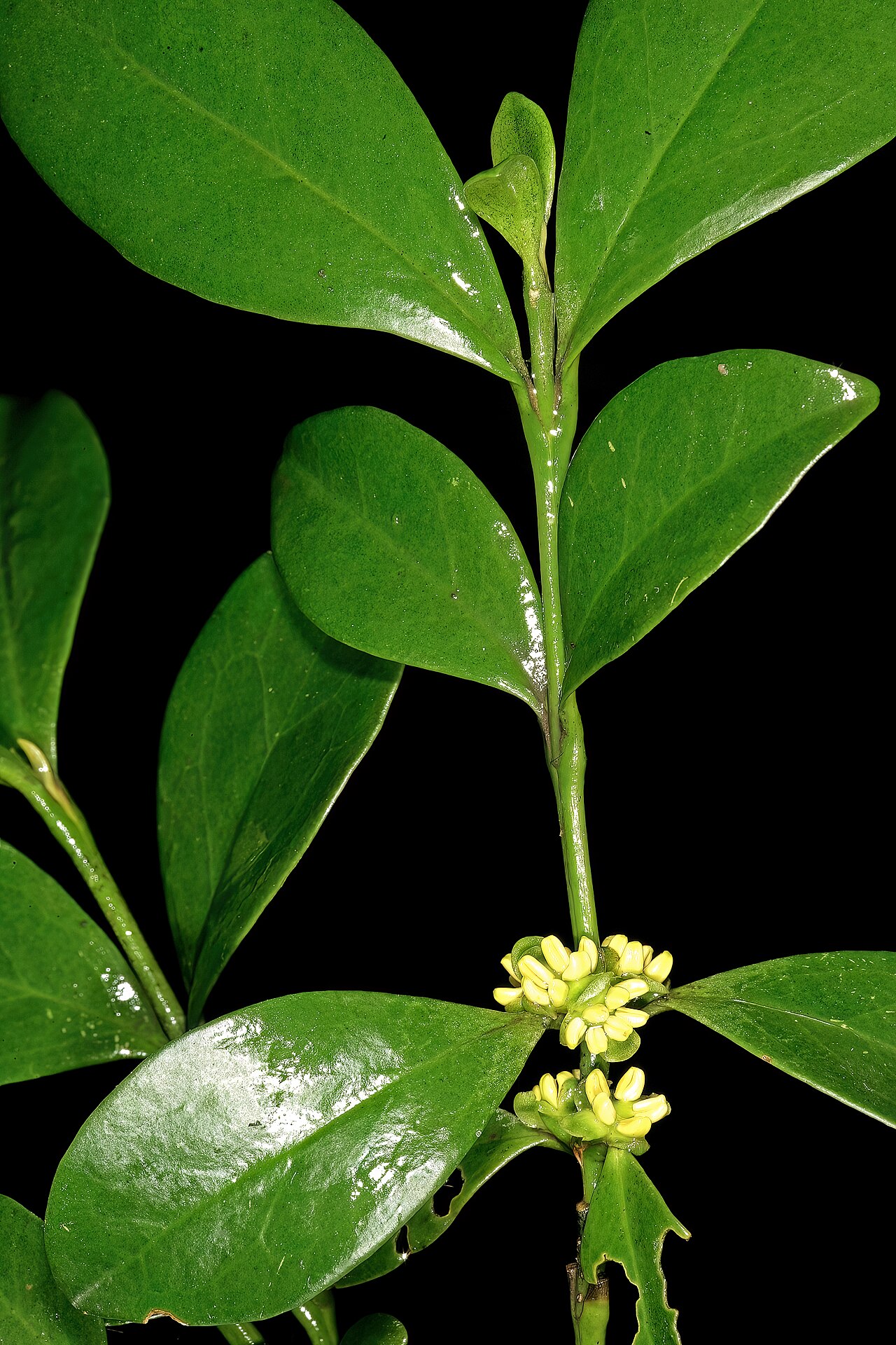 Box-wattle: Buxus natalensis , male flowers; Durban Botanic Gardens, Durban, KwaZulu-Natal, South Africa
