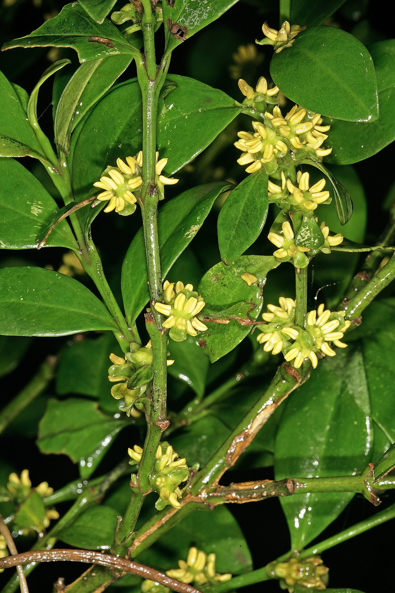 Box-wattle: Buxus natalensis , male flowers; Durban Botanic Gardens, Durban, KwaZulu-Natal, South Africa