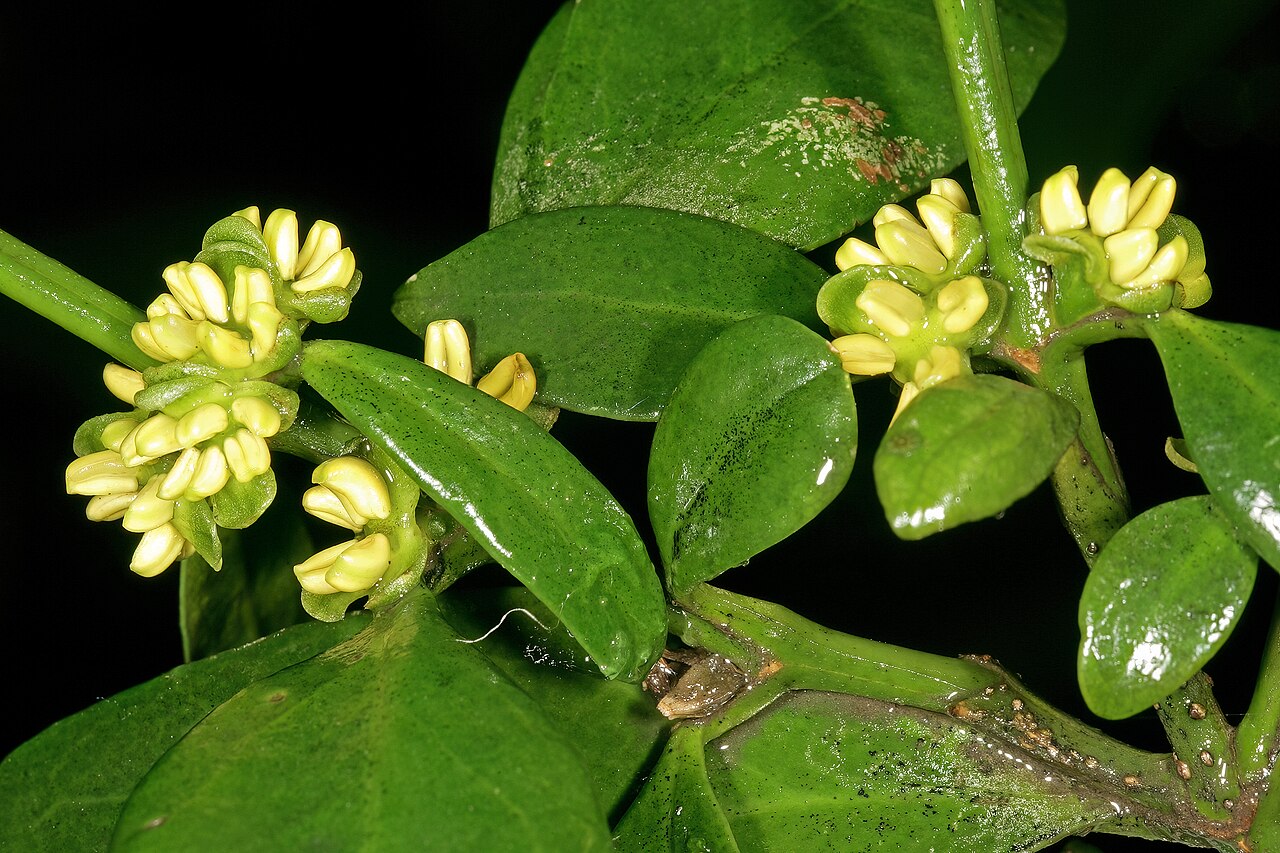 Box-wattle: Buxus natalensis , male flowers; Durban Botanic Gardens, Durban, KwaZulu-Natal, South Africa