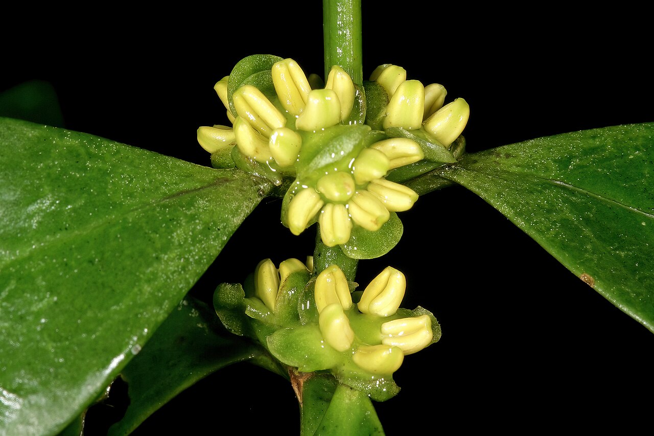 Box-wattle: Buxus natalensis , male flowers; Durban Botanic Gardens, Durban, KwaZulu-Natal, South Africa