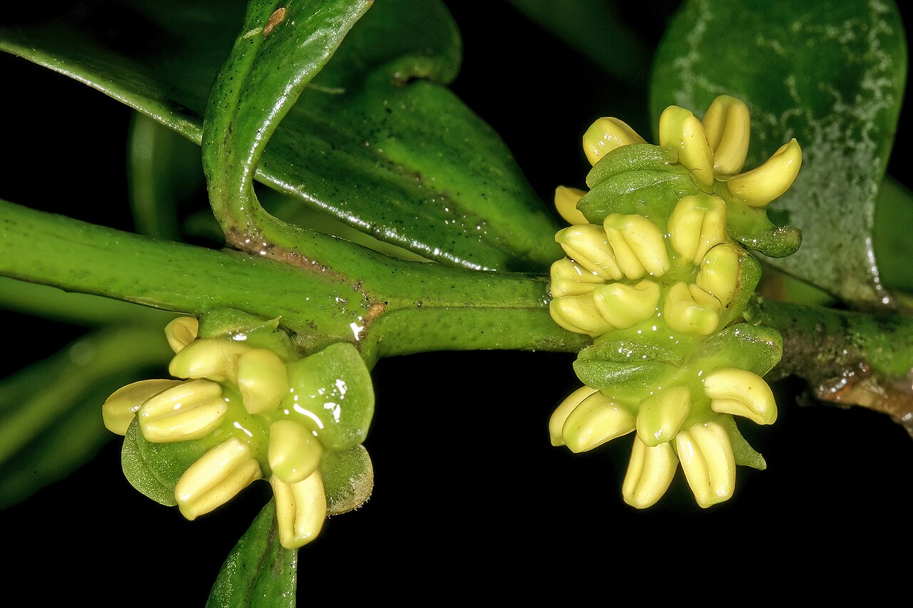 Box-wattle: Buxus natalensis , male flowers; Durban Botanic Gardens, Durban, KwaZulu-Natal, South Africa