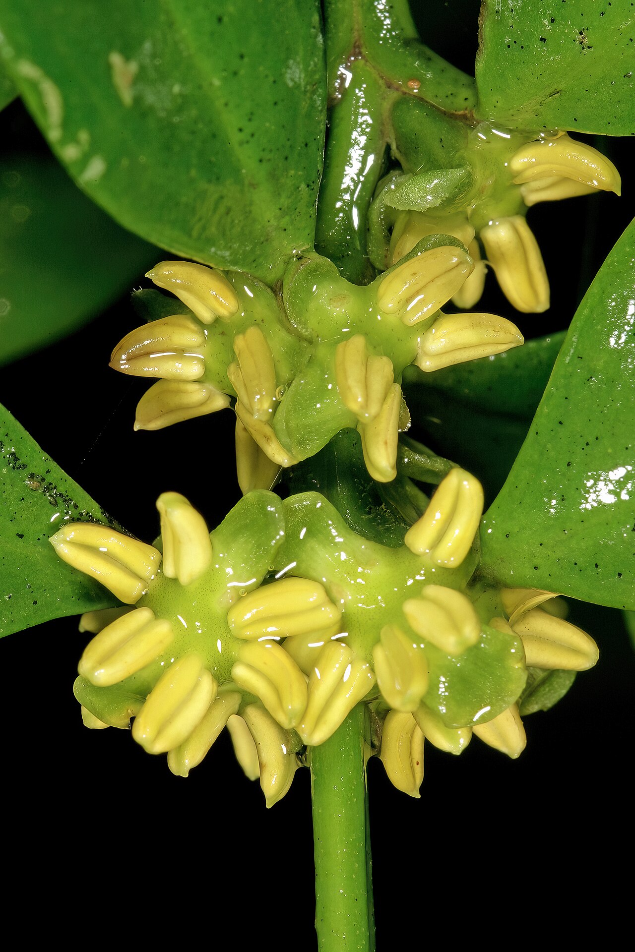 Box-wattle: Buxus natalensis , male flowers; Durban Botanic Gardens, Durban, KwaZulu-Natal, South Africa