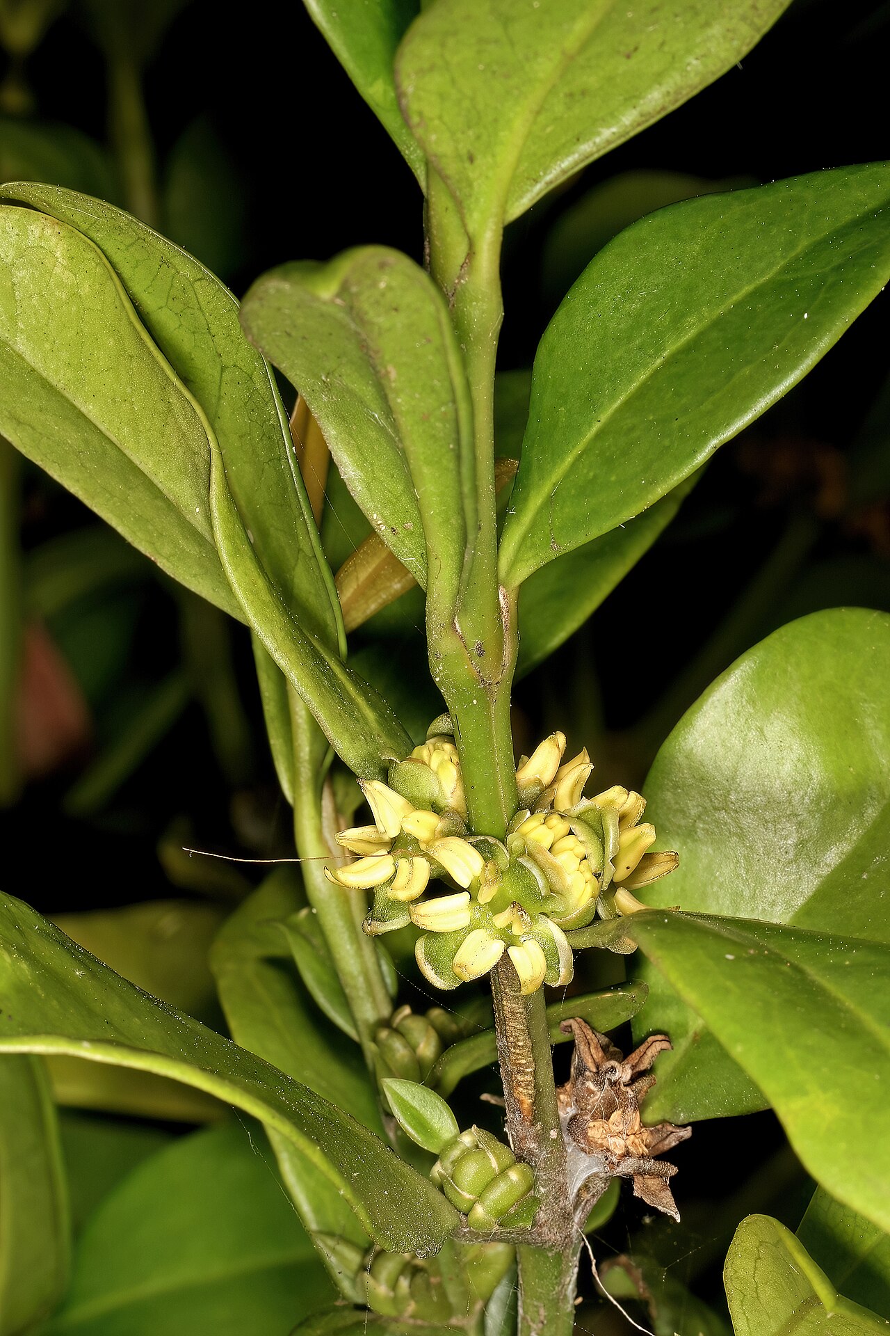 Box-wattle: Buxus natalensis , male flowers; Durban Botanic Gardens, Durban, KwaZulu-Natal, South Africa