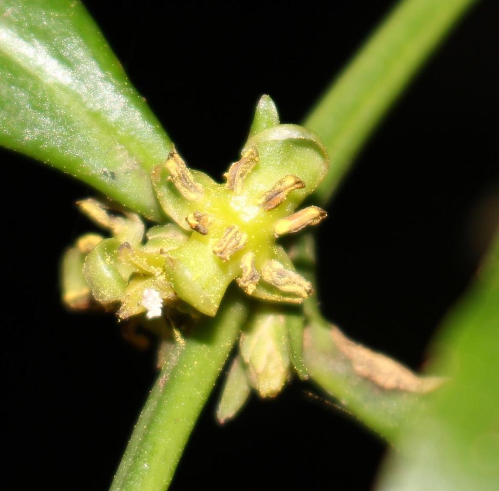 Box-wattle (Buxus natalensis)