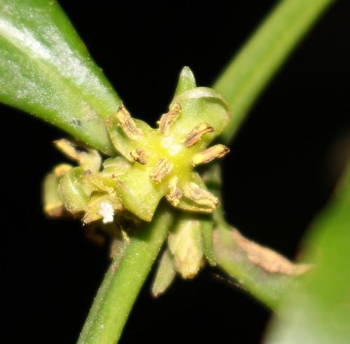 Box-wattle (Buxus natalensis)