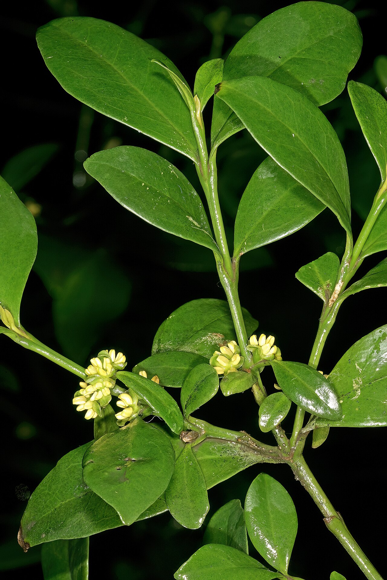 Box-wattle: Buxus natalensis , male flowers; Durban Botanic Gardens, Durban, KwaZulu-Natal, South Africa