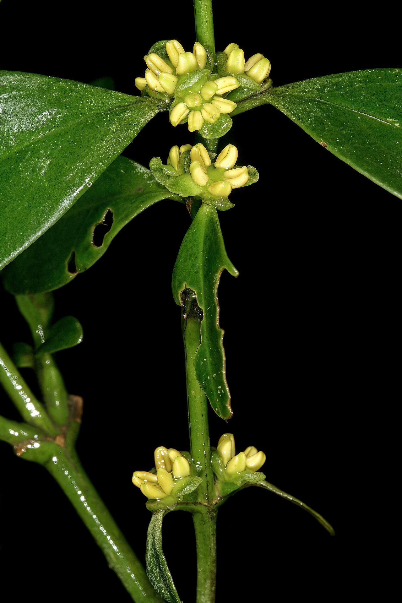 Box-wattle: Buxus natalensis , male flowers; Durban Botanic Gardens, Durban, KwaZulu-Natal, South Africa