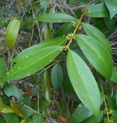 Buxus olivacea (Buxus olivacea)